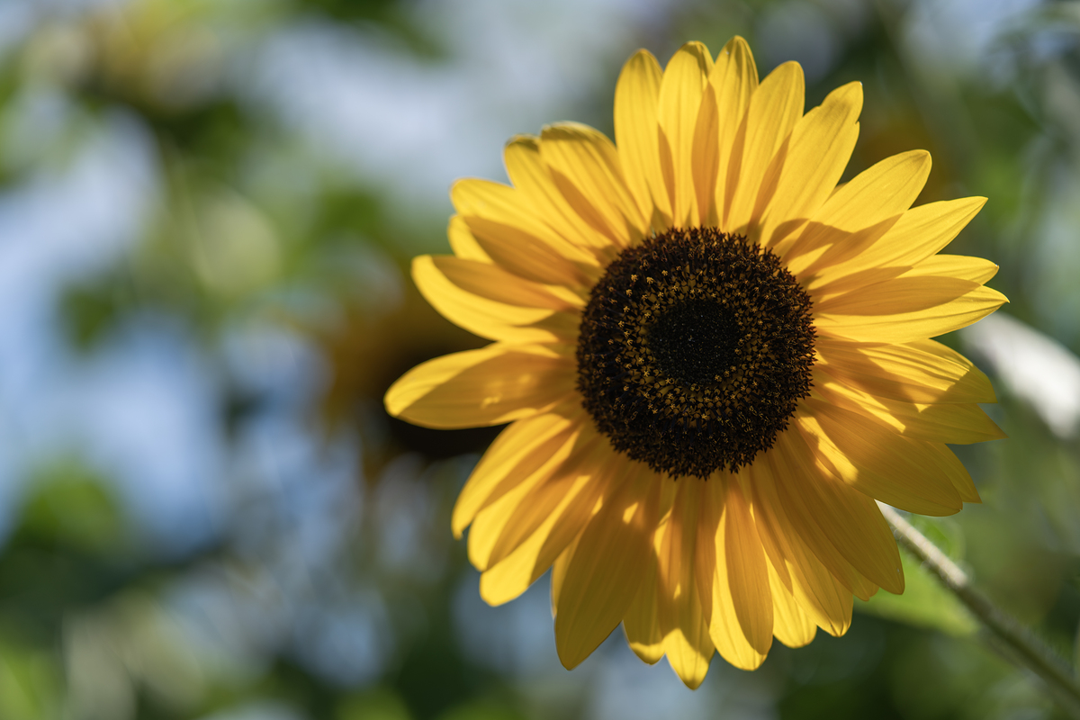 Impression de cadre personnalisé