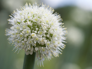 Allium Pskemense