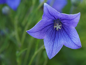 Balloon Flower
