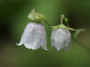 Bellflower