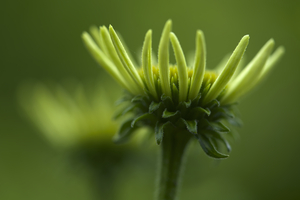 Blooming Coneflower