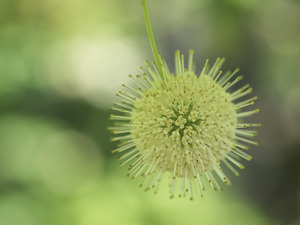 Cephalanthus Occidentalis