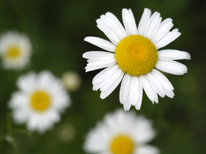 Common Daisies