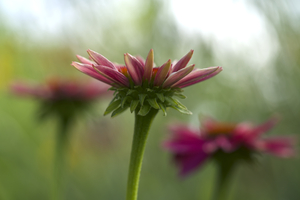Coneflower Blooming