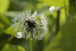 Dandelion with Droplets