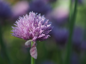 Dewy Chive