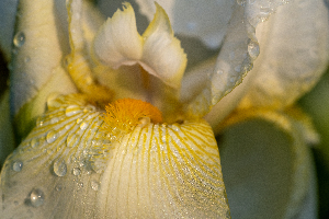 Dreamy Iris