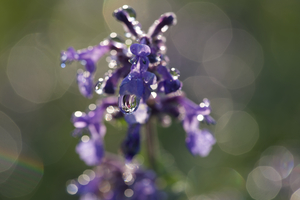 Drops and Bokeh
