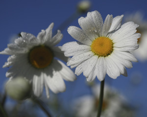 Early Morning Daisies