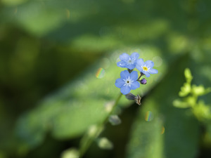 Forget Me Not with Tiny Rainbows