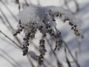 Frozen Goldenrod