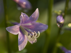 Hosta Flower