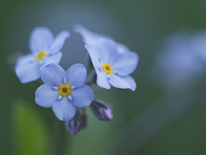 Ladies In Blue