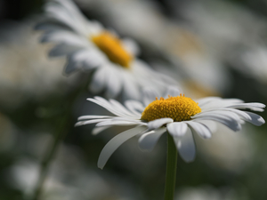 Marguerites