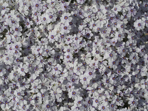 Moss Phlox