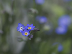 Myosotis Sylvatica