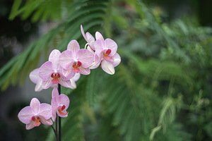 Orchid Reverie