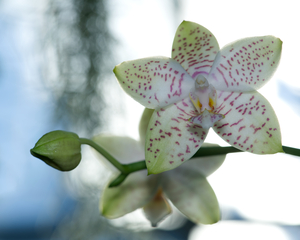 Ornamental Orchid