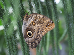 Owl Butterfly