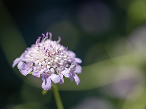 Pincushion Flower