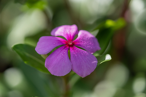 Pink Periwinkle