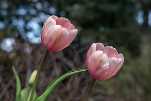 Pink Tulip Harmony