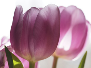 Pink Tulips