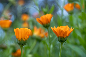 Pot Marigolds