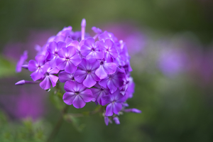 Pretty Purple Bouquet
