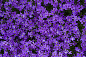 Purple Groundcover