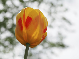 Red and Yellow Tulip