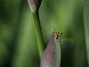 Spider with Rainbow Drop