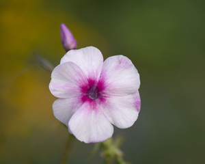 Summer Phlox