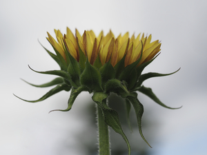 Sunflower Side View