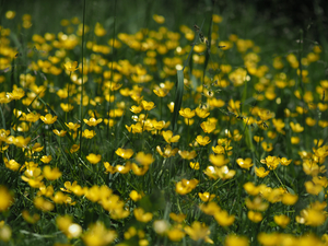 Tall Buttercup Field