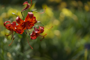 Tiger Lilies