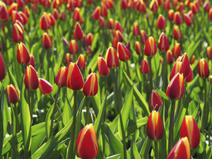 Tulip Background