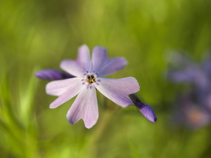 Vibrant Moss Phlox
