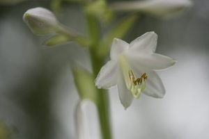 White Lily