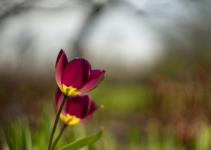 Wine Stained Whispers