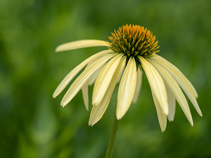 Yellow Echinacea Flower