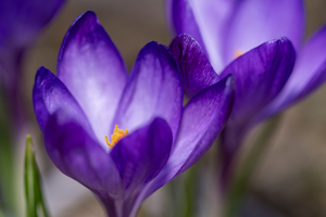 Crocus Closeup