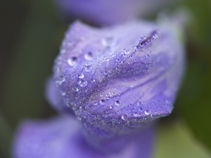 Droplets on a Bellflower