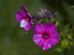 Garden Phlox with Droplets