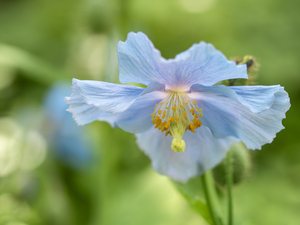 Himalayan Blue Poppy