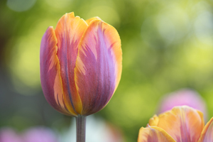 Pastel Garden Tulip