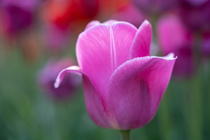 Pretty as a Tulip