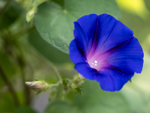 Purple Morning Glory with bud