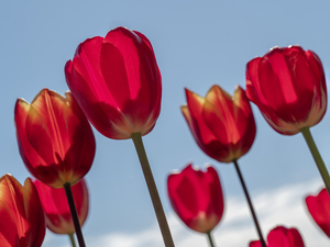 Red Tulips