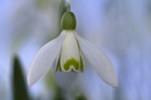 Snowdrop Bulb